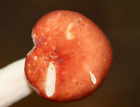 Mushroom - Russula sp., maybe Russula silvicola This mushroom was growing some fuzz. It had a red cap with some yellowish parts, cream-colored attached gills, and a white, off-centered stipe.<br />
<br />
Habitat: Growing alone in wood chips lining a walking trail; mixed forest<br />
https://www.jungledragon.com/image/142098/mushroom_-_russula_sp._maybe_russula_silvicola.html<br />
https://www.jungledragon.com/image/142100/mushroom_-_russula_sp._maybe_russula_silvicola.html<br />
https://www.jungledragon.com/image/142099/mushroom_-_russula_sp._maybe_russula_silvicola.html Geotagged,Summer,United States