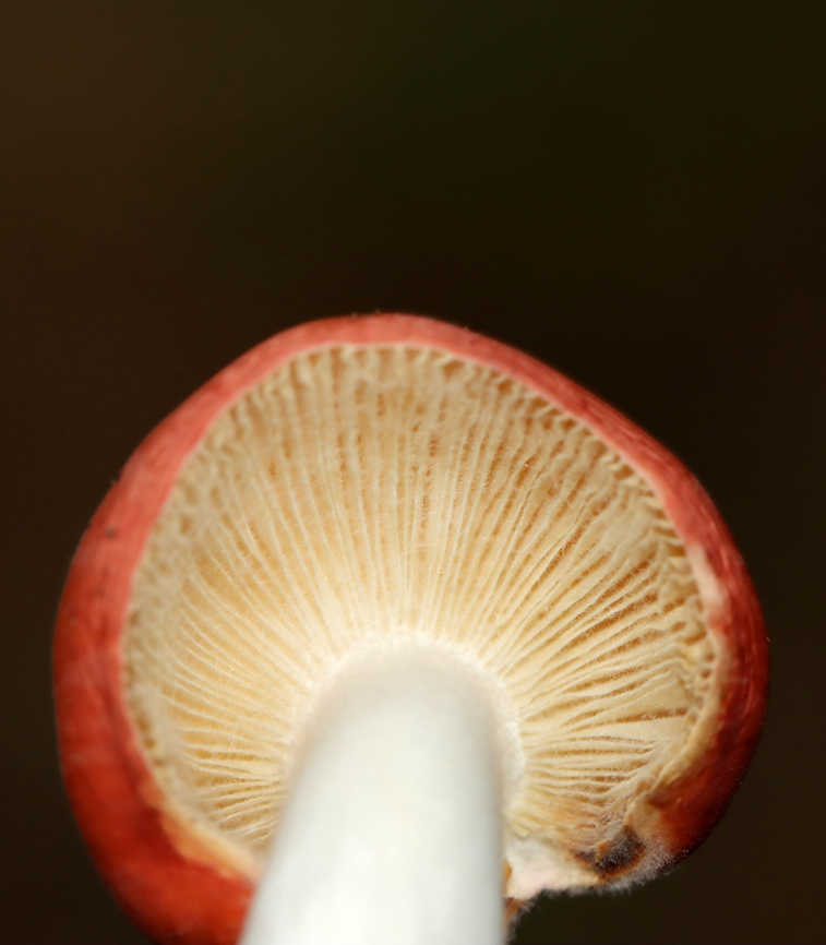 Mushroom - Russula sp., maybe Russula silvicola This mushroom was growing some fuzz. It had a red cap with some yellowish parts, cream-colored attached gills, and a white, off-centered stipe.<br />
<br />
Habitat: Growing alone in wood chips lining a walking trail; mixed forest<br />
<figure class="photo"><a href="https://www.jungledragon.com/image/142098/mushroom_-_russula_sp._maybe_russula_silvicola.html" title="Mushroom - Russula sp., maybe Russula silvicola"><img src="https://s3.amazonaws.com/media.jungledragon.com/images/3232/142098_thumb.jpg?AWSAccessKeyId=05GMT0V3GWVNE7GGM1R2&Expires=1765411210&Signature=DmrtcTJ39%2Fs6ELcymzeCC3Kki40%3D" width="200" height="154" alt="Mushroom - Russula sp., maybe Russula silvicola This mushroom was growing some fuzz. It had a red cap with some yellowish parts, cream-colored attached gills, and a white, off-centered stipe.<br />
<br />
Habitat: Growing alone in wood chips lining a walking trail; mixed forest<br />
https://www.jungledragon.com/image/142098/mushroom_-_russula_sp._maybe_russula_silvicola.html<br />
https://www.jungledragon.com/image/142100/mushroom_-_russula_sp._maybe_russula_silvicola.html<br />
https://www.jungledragon.com/image/142099/mushroom_-_russula_sp._maybe_russula_silvicola.html Geotagged,Summer,United States" /></a></figure><br />
<figure class="photo"><a href="https://www.jungledragon.com/image/142100/mushroom_-_russula_sp._maybe_russula_silvicola.html" title="Mushroom - Russula sp., maybe Russula silvicola"><img src="https://s3.amazonaws.com/media.jungledragon.com/images/3232/142100_thumb.jpg?AWSAccessKeyId=05GMT0V3GWVNE7GGM1R2&Expires=1765411210&Signature=11C2Oaq8CKcZJko8Dw%2BCxlmKFvw%3D" width="124" height="152" alt="Mushroom - Russula sp., maybe Russula silvicola This mushroom was growing some fuzz. It had a red cap with some yellowish parts, cream-colored attached gills, and a white, off-centered stipe.<br />
<br />
Habitat: Growing alone in wood chips lining a walking trail; mixed forest<br />
https://www.jungledragon.com/image/142098/mushroom_-_russula_sp._maybe_russula_silvicola.html<br />
https://www.jungledragon.com/image/142100/mushroom_-_russula_sp._maybe_russula_silvicola.html<br />
https://www.jungledragon.com/image/142099/mushroom_-_russula_sp._maybe_russula_silvicola.html Geotagged,Summer,United States" /></a></figure><br />
<figure class="photo"><a href="https://www.jungledragon.com/image/142099/mushroom_-_russula_sp._maybe_russula_silvicola.html" title="Mushroom - Russula sp., maybe Russula silvicola"><img src="https://s3.amazonaws.com/media.jungledragon.com/images/3232/142099_thumb.jpg?AWSAccessKeyId=05GMT0V3GWVNE7GGM1R2&Expires=1765411210&Signature=GJOPysNW935Zhb6ykPje%2BJ68aNI%3D" width="134" height="152" alt="Mushroom - Russula sp., maybe Russula silvicola This mushroom was growing some fuzz. It had a red cap with some yellowish parts, cream-colored attached gills, and a white, off-centered stipe.<br />
<br />
Habitat: Growing alone in wood chips lining a walking trail; mixed forest<br />
https://www.jungledragon.com/image/142098/mushroom_-_russula_sp._maybe_russula_silvicola.html<br />
https://www.jungledragon.com/image/142100/mushroom_-_russula_sp._maybe_russula_silvicola.html<br />
https://www.jungledragon.com/image/142099/mushroom_-_russula_sp._maybe_russula_silvicola.html Geotagged,Russula,Summer,United States,fungus,mushroom" /></a></figure> Geotagged,Russula,Summer,United States,fungus,mushroom