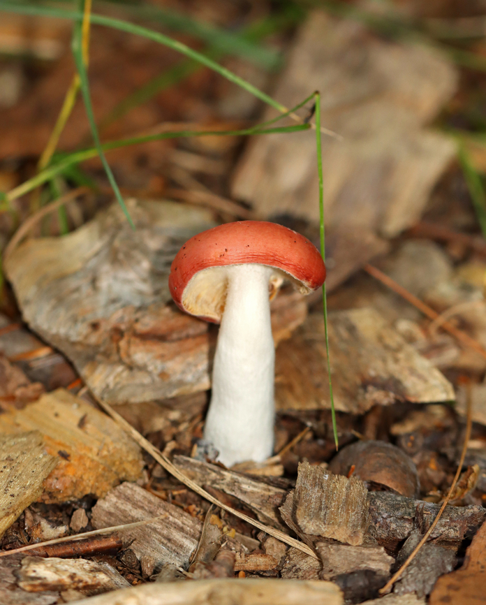 Mushroom - Russula sp., maybe Russula silvicola This mushroom was growing some fuzz. It had a red cap with some yellowish parts, cream-colored attached gills, and a white, off-centered stipe.<br />
<br />
Habitat: Growing alone in wood chips lining a walking trail; mixed forest<br />
<figure class="photo"><a href="https://www.jungledragon.com/image/142098/mushroom_-_russula_sp._maybe_russula_silvicola.html" title="Mushroom - Russula sp., maybe Russula silvicola"><img src="https://s3.amazonaws.com/media.jungledragon.com/images/3232/142098_thumb.jpg?AWSAccessKeyId=05GMT0V3GWVNE7GGM1R2&Expires=1765411210&Signature=DmrtcTJ39%2Fs6ELcymzeCC3Kki40%3D" width="200" height="154" alt="Mushroom - Russula sp., maybe Russula silvicola This mushroom was growing some fuzz. It had a red cap with some yellowish parts, cream-colored attached gills, and a white, off-centered stipe.<br />
<br />
Habitat: Growing alone in wood chips lining a walking trail; mixed forest<br />
https://www.jungledragon.com/image/142098/mushroom_-_russula_sp._maybe_russula_silvicola.html<br />
https://www.jungledragon.com/image/142100/mushroom_-_russula_sp._maybe_russula_silvicola.html<br />
https://www.jungledragon.com/image/142099/mushroom_-_russula_sp._maybe_russula_silvicola.html Geotagged,Summer,United States" /></a></figure><br />
<figure class="photo"><a href="https://www.jungledragon.com/image/142100/mushroom_-_russula_sp._maybe_russula_silvicola.html" title="Mushroom - Russula sp., maybe Russula silvicola"><img src="https://s3.amazonaws.com/media.jungledragon.com/images/3232/142100_thumb.jpg?AWSAccessKeyId=05GMT0V3GWVNE7GGM1R2&Expires=1765411210&Signature=11C2Oaq8CKcZJko8Dw%2BCxlmKFvw%3D" width="124" height="152" alt="Mushroom - Russula sp., maybe Russula silvicola This mushroom was growing some fuzz. It had a red cap with some yellowish parts, cream-colored attached gills, and a white, off-centered stipe.<br />
<br />
Habitat: Growing alone in wood chips lining a walking trail; mixed forest<br />
https://www.jungledragon.com/image/142098/mushroom_-_russula_sp._maybe_russula_silvicola.html<br />
https://www.jungledragon.com/image/142100/mushroom_-_russula_sp._maybe_russula_silvicola.html<br />
https://www.jungledragon.com/image/142099/mushroom_-_russula_sp._maybe_russula_silvicola.html Geotagged,Summer,United States" /></a></figure><br />
<figure class="photo"><a href="https://www.jungledragon.com/image/142099/mushroom_-_russula_sp._maybe_russula_silvicola.html" title="Mushroom - Russula sp., maybe Russula silvicola"><img src="https://s3.amazonaws.com/media.jungledragon.com/images/3232/142099_thumb.jpg?AWSAccessKeyId=05GMT0V3GWVNE7GGM1R2&Expires=1765411210&Signature=GJOPysNW935Zhb6ykPje%2BJ68aNI%3D" width="134" height="152" alt="Mushroom - Russula sp., maybe Russula silvicola This mushroom was growing some fuzz. It had a red cap with some yellowish parts, cream-colored attached gills, and a white, off-centered stipe.<br />
<br />
Habitat: Growing alone in wood chips lining a walking trail; mixed forest<br />
https://www.jungledragon.com/image/142098/mushroom_-_russula_sp._maybe_russula_silvicola.html<br />
https://www.jungledragon.com/image/142100/mushroom_-_russula_sp._maybe_russula_silvicola.html<br />
https://www.jungledragon.com/image/142099/mushroom_-_russula_sp._maybe_russula_silvicola.html Geotagged,Russula,Summer,United States,fungus,mushroom" /></a></figure> Geotagged,Summer,United States