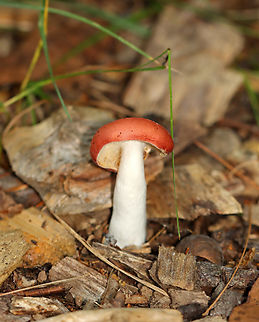 Mushroom - Russula sp., maybe Russula silvicola This mushroom was growing some fuzz. It had a red cap with some yellowish parts, cream-colored attached gills, and a white, off-centered stipe.

Habitat: Growing alone in wood chips lining a walking trail; mixed forest
https://www.jungledragon.com/image/142098/mushroom_-_russula_sp._maybe_russula_silvicola.html
https://www.jungledragon.com/image/142100/mushroom_-_russula_sp._maybe_russula_silvicola.html
https://www.jungledragon.com/image/142099/mushroom_-_russula_sp._maybe_russula_silvicola.html Geotagged,Summer,United States