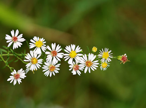 Small White American-aster - Symphyotrichum racemosum Habitat: Garden Geotagged,Summer,Symphyotrichum,Symphyotrichum racemosum,United States,aster