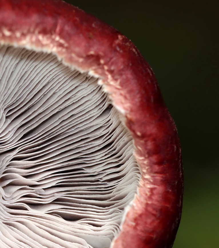 King Stropharia - Stropharia rugosoannulata Deep red caps, lavender-gray gills, and a white stem with a thick, cogwheeled ring. <br />
<br />
Interestingly, Stropharia rugosoannulata is a nematophagous fungus, which means that it is able to trap and digest nematodes.<br />
<br />
Habitat: Growing on the ground in wood chips; nature trail in a mixed forest<br />
<figure class="photo"><a href="https://www.jungledragon.com/image/142102/king_stropharia_-_stropharia_rugosoannulata.html" title="King Stropharia - Stropharia rugosoannulata"><img src="https://s3.amazonaws.com/media.jungledragon.com/images/3232/142102_thumb.jpg?AWSAccessKeyId=05GMT0V3GWVNE7GGM1R2&Expires=1759968010&Signature=MtjCFOW1BU%2FO8TmN5C5%2FB9HKrEU%3D" width="136" height="152" alt="King Stropharia - Stropharia rugosoannulata Deep red caps, lavender-gray gills, and a white stem with a thick, cogwheeled ring. <br />
<br />
Interestingly, Stropharia rugosoannulata is a nematophagous fungus, which means that it is able to trap and digest nematodes.<br />
<br />
Habitat: Growing on the ground in wood chips; nature trail in a mixed forest<br />
https://www.jungledragon.com/image/142102/king_stropharia_-_stropharia_rugosoannulata.html<br />
https://www.jungledragon.com/image/142104/king_stropharia_-_stropharia_rugosoannulata.html<br />
https://www.jungledragon.com/image/142103/king_stropharia_-_stropharia_rugosoannulata.html Geotagged,King Stropharia,Stropharia,Stropharia rugosoannulata,Summer,United States,fungus,mushroom" /></a></figure><br />
<figure class="photo"><a href="https://www.jungledragon.com/image/142104/king_stropharia_-_stropharia_rugosoannulata.html" title="King Stropharia - Stropharia rugosoannulata"><img src="https://s3.amazonaws.com/media.jungledragon.com/images/3232/142104_thumb.jpg?AWSAccessKeyId=05GMT0V3GWVNE7GGM1R2&Expires=1759968010&Signature=LHU7Hfnpfg6b3JwgyPTEKXp1iB4%3D" width="200" height="134" alt="King Stropharia - Stropharia rugosoannulata Deep red caps, lavender-gray gills, and a white stem with a thick, cogwheeled ring.<br />
<br />
Interestingly, Stropharia rugosoannulata is a nematophagous fungus, which means that it is able to trap and digest nematodes.<br />
<br />
Habitat: Growing on the ground in wood chips; nature trail in a mixed forest<br />
https://www.jungledragon.com/image/142102/king_stropharia_-_stropharia_rugosoannulata.html<br />
https://www.jungledragon.com/image/142104/king_stropharia_-_stropharia_rugosoannulata.html<br />
https://www.jungledragon.com/image/142103/king_stropharia_-_stropharia_rugosoannulata.html Geotagged,King Stropharia,Stropharia rugosoannulata,Summer,United States" /></a></figure><br />
<figure class="photo"><a href="https://www.jungledragon.com/image/142103/king_stropharia_-_stropharia_rugosoannulata.html" title="King Stropharia - Stropharia rugosoannulata"><img src="https://s3.amazonaws.com/media.jungledragon.com/images/3232/142103_thumb.jpg?AWSAccessKeyId=05GMT0V3GWVNE7GGM1R2&Expires=1759968010&Signature=ibEx9CeFOcGJ7BmrpQ%2FcU0DlKmc%3D" width="200" height="146" alt="King Stropharia - Stropharia rugosoannulata Deep red caps, lavender-gray gills, and a white stem with a thick, cogwheeled ring.<br />
<br />
Interestingly, Stropharia rugosoannulata is a nematophagous fungus, which means that it is able to trap and digest nematodes.<br />
<br />
Habitat: Growing on the ground in wood chips; nature trail in a mixed forest<br />
https://www.jungledragon.com/image/142102/king_stropharia_-_stropharia_rugosoannulata.html<br />
https://www.jungledragon.com/image/142104/king_stropharia_-_stropharia_rugosoannulata.html<br />
https://www.jungledragon.com/image/142103/king_stropharia_-_stropharia_rugosoannulata.html Geotagged,King Stropharia,Stropharia rugosoannulata,Summer,United States" /></a></figure> Geotagged,King Stropharia,Stropharia,Stropharia rugosoannulata,Summer,United States,fungus,mushroom