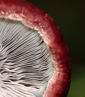 King Stropharia - Stropharia rugosoannulata Deep red caps, lavender-gray gills, and a white stem with a thick, cogwheeled ring. 

Interestingly, Stropharia rugosoannulata is a nematophagous fungus, which means that it is able to trap and digest nematodes.

Habitat: Growing on the ground in wood chips; nature trail in a mixed forest
https://www.jungledragon.com/image/142102/king_stropharia_-_stropharia_rugosoannulata.html
https://www.jungledragon.com/image/142104/king_stropharia_-_stropharia_rugosoannulata.html
https://www.jungledragon.com/image/142103/king_stropharia_-_stropharia_rugosoannulata.html Geotagged,King Stropharia,Stropharia,Stropharia rugosoannulata,Summer,United States,fungus,mushroom