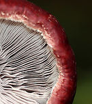 King Stropharia - Stropharia rugosoannulata Deep red caps, lavender-gray gills, and a white stem with a thick, cogwheeled ring. <br />
<br />
Interestingly, Stropharia rugosoannulata is a nematophagous fungus, which means that it is able to trap and digest nematodes.<br />
<br />
Habitat: Growing on the ground in wood chips; nature trail in a mixed forest<br />
https://www.jungledragon.com/image/142102/king_stropharia_-_stropharia_rugosoannulata.html<br />
https://www.jungledragon.com/image/142104/king_stropharia_-_stropharia_rugosoannulata.html<br />
https://www.jungledragon.com/image/142103/king_stropharia_-_stropharia_rugosoannulata.html Geotagged,King Stropharia,Stropharia,Stropharia rugosoannulata,Summer,United States,fungus,mushroom