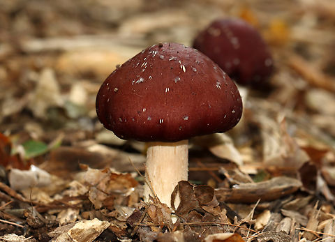 King Stropharia - Stropharia rugosoannulata Deep red caps, lavender-gray gills, and a white stem with a thick, cogwheeled ring.

Interestingly, Stropharia rugosoannulata is a nematophagous fungus, which means that it is able to trap and digest nematodes.

Habitat: Growing on the ground in wood chips; nature trail in a mixed forest
https://www.jungledragon.com/image/142102/king_stropharia_-_stropharia_rugosoannulata.html
https://www.jungledragon.com/image/142104/king_stropharia_-_stropharia_rugosoannulata.html
https://www.jungledragon.com/image/142103/king_stropharia_-_stropharia_rugosoannulata.html Geotagged,King Stropharia,Stropharia rugosoannulata,Summer,United States