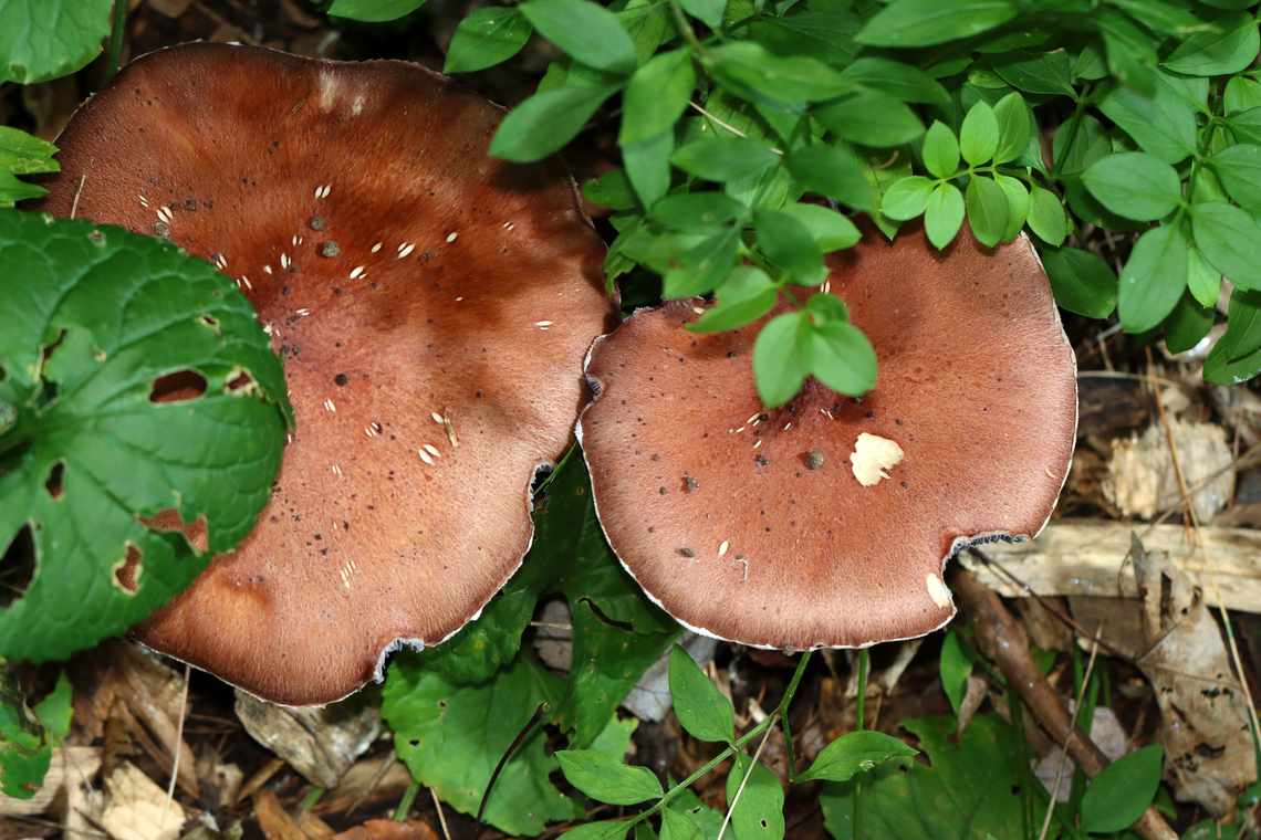 King Stropharia - Stropharia rugosoannulata Deep red caps, lavender-gray gills, and a white stem with a thick, cogwheeled ring.<br />
<br />
Interestingly, Stropharia rugosoannulata is a nematophagous fungus, which means that it is able to trap and digest nematodes.<br />
<br />
Habitat: Growing on the ground in wood chips; nature trail in a mixed forest<br />
<figure class="photo"><a href="https://www.jungledragon.com/image/142102/king_stropharia_-_stropharia_rugosoannulata.html" title="King Stropharia - Stropharia rugosoannulata"><img src="https://s3.amazonaws.com/media.jungledragon.com/images/3232/142102_thumb.jpg?AWSAccessKeyId=05GMT0V3GWVNE7GGM1R2&Expires=1759968010&Signature=MtjCFOW1BU%2FO8TmN5C5%2FB9HKrEU%3D" width="136" height="152" alt="King Stropharia - Stropharia rugosoannulata Deep red caps, lavender-gray gills, and a white stem with a thick, cogwheeled ring. <br />
<br />
Interestingly, Stropharia rugosoannulata is a nematophagous fungus, which means that it is able to trap and digest nematodes.<br />
<br />
Habitat: Growing on the ground in wood chips; nature trail in a mixed forest<br />
https://www.jungledragon.com/image/142102/king_stropharia_-_stropharia_rugosoannulata.html<br />
https://www.jungledragon.com/image/142104/king_stropharia_-_stropharia_rugosoannulata.html<br />
https://www.jungledragon.com/image/142103/king_stropharia_-_stropharia_rugosoannulata.html Geotagged,King Stropharia,Stropharia,Stropharia rugosoannulata,Summer,United States,fungus,mushroom" /></a></figure><br />
<figure class="photo"><a href="https://www.jungledragon.com/image/142104/king_stropharia_-_stropharia_rugosoannulata.html" title="King Stropharia - Stropharia rugosoannulata"><img src="https://s3.amazonaws.com/media.jungledragon.com/images/3232/142104_thumb.jpg?AWSAccessKeyId=05GMT0V3GWVNE7GGM1R2&Expires=1759968010&Signature=LHU7Hfnpfg6b3JwgyPTEKXp1iB4%3D" width="200" height="134" alt="King Stropharia - Stropharia rugosoannulata Deep red caps, lavender-gray gills, and a white stem with a thick, cogwheeled ring.<br />
<br />
Interestingly, Stropharia rugosoannulata is a nematophagous fungus, which means that it is able to trap and digest nematodes.<br />
<br />
Habitat: Growing on the ground in wood chips; nature trail in a mixed forest<br />
https://www.jungledragon.com/image/142102/king_stropharia_-_stropharia_rugosoannulata.html<br />
https://www.jungledragon.com/image/142104/king_stropharia_-_stropharia_rugosoannulata.html<br />
https://www.jungledragon.com/image/142103/king_stropharia_-_stropharia_rugosoannulata.html Geotagged,King Stropharia,Stropharia rugosoannulata,Summer,United States" /></a></figure><br />
<figure class="photo"><a href="https://www.jungledragon.com/image/142103/king_stropharia_-_stropharia_rugosoannulata.html" title="King Stropharia - Stropharia rugosoannulata"><img src="https://s3.amazonaws.com/media.jungledragon.com/images/3232/142103_thumb.jpg?AWSAccessKeyId=05GMT0V3GWVNE7GGM1R2&Expires=1759968010&Signature=ibEx9CeFOcGJ7BmrpQ%2FcU0DlKmc%3D" width="200" height="146" alt="King Stropharia - Stropharia rugosoannulata Deep red caps, lavender-gray gills, and a white stem with a thick, cogwheeled ring.<br />
<br />
Interestingly, Stropharia rugosoannulata is a nematophagous fungus, which means that it is able to trap and digest nematodes.<br />
<br />
Habitat: Growing on the ground in wood chips; nature trail in a mixed forest<br />
https://www.jungledragon.com/image/142102/king_stropharia_-_stropharia_rugosoannulata.html<br />
https://www.jungledragon.com/image/142104/king_stropharia_-_stropharia_rugosoannulata.html<br />
https://www.jungledragon.com/image/142103/king_stropharia_-_stropharia_rugosoannulata.html Geotagged,King Stropharia,Stropharia rugosoannulata,Summer,United States" /></a></figure> Geotagged,King Stropharia,Stropharia rugosoannulata,Summer,United States