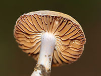 Mushroom - Cortinarius sp. No idea on the species. The cap was shiny brown with a big umbo. Gills were cinnamon brown, distant with short gills and orange-ish spores; silvery stipe with a hint of lilac.  <br />
<br />
Habitat: Growing on the ground; mixed forest<br />
https://www.jungledragon.com/image/142106/mushroom_-_cortinarius_sp.html Geotagged,Summer,United States,cortinarius,fungus,mushroom,webcap