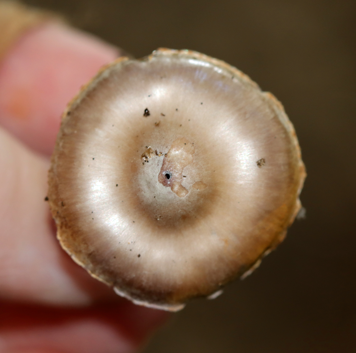 Mushroom - Cortinarius sp. No idea on the species. The cap was shiny brown with a big umbo. Gills were cinnamon brown, distant with short gills and orange-ish spores; silvery stipe with a hint of lilac.<br />
<br />
Habitat: Growing on the ground; mixed forest<br />
<figure class="photo"><a href="https://www.jungledragon.com/image/142105/mushroom_-_cortinarius_sp.html" title="Mushroom - Cortinarius sp."><img src="https://s3.amazonaws.com/media.jungledragon.com/images/3232/142105_thumb.jpg?AWSAccessKeyId=05GMT0V3GWVNE7GGM1R2&Expires=1759968010&Signature=vt4v5PXrm%2FZaguC6PqbS5DkeIaE%3D" width="200" height="152" alt="Mushroom - Cortinarius sp. No idea on the species. The cap was shiny brown with a big umbo. Gills were cinnamon brown, distant with short gills and orange-ish spores; silvery stipe with a hint of lilac.  <br />
<br />
Habitat: Growing on the ground; mixed forest<br />
https://www.jungledragon.com/image/142106/mushroom_-_cortinarius_sp.html Geotagged,Summer,United States,cortinarius,fungus,mushroom,webcap" /></a></figure> Geotagged,Summer,United States