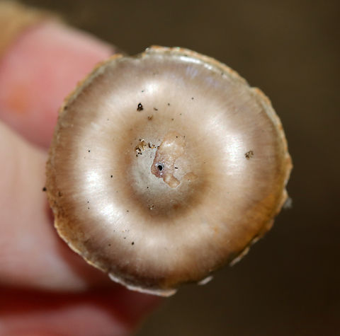 Mushroom - Cortinarius sp. No idea on the species. The cap was shiny brown with a big umbo. Gills were cinnamon brown, distant with short gills and orange-ish spores; silvery stipe with a hint of lilac.

Habitat: Growing on the ground; mixed forest
https://www.jungledragon.com/image/142105/mushroom_-_cortinarius_sp.html Geotagged,Summer,United States