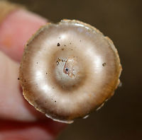 Mushroom - Cortinarius sp. No idea on the species. The cap was shiny brown with a big umbo. Gills were cinnamon brown, distant with short gills and orange-ish spores; silvery stipe with a hint of lilac.<br />
<br />
Habitat: Growing on the ground; mixed forest<br />
https://www.jungledragon.com/image/142105/mushroom_-_cortinarius_sp.html Geotagged,Summer,United States