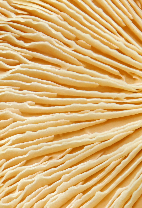 Mushroom - Agaricomycetes No idea on the ID, but the gills were so cool.<br />
<br />
Habitat: Growing on the ground in a deciduous forest with lots of oak.<br />
<figure class="photo"><a href="https://www.jungledragon.com/image/142150/mushroom_-_agaricomycetes.html" title="Mushroom - Agaricomycetes"><img src="https://s3.amazonaws.com/media.jungledragon.com/images/3232/142150_thumb.jpg?AWSAccessKeyId=05GMT0V3GWVNE7GGM1R2&Expires=1765411210&Signature=xUO6UEE7O3mcqepxVoGfuXST8oE%3D" width="200" height="144" alt="Mushroom - Agaricomycetes No idea on the ID, but the gills were so cool.<br />
<br />
Habitat: Growing on the ground in a deciduous forest with lots of oak.<br />
https://www.jungledragon.com/image/142150/mushroom_-_agaricomycetes.html<br />
https://www.jungledragon.com/image/142151/mushroom_-_agaricomycetes.html<br />
https://www.jungledragon.com/image/142149/mushroom_-_agaricomycetes.html Geotagged,Summer,United States" /></a></figure><br />
<figure class="photo"><a href="https://www.jungledragon.com/image/142151/mushroom_-_agaricomycetes.html" title="Mushroom - Agaricomycetes"><img src="https://s3.amazonaws.com/media.jungledragon.com/images/3232/142151_thumb.jpg?AWSAccessKeyId=05GMT0V3GWVNE7GGM1R2&Expires=1765411210&Signature=Xf4HI%2FhQZ5SKYp1dYtc6%2BxrciJQ%3D" width="200" height="156" alt="Mushroom - Agaricomycetes No idea on the ID, but the gills were so cool.<br />
<br />
Habitat: Growing on the ground in a deciduous forest with lots of oak.<br />
https://www.jungledragon.com/image/142150/mushroom_-_agaricomycetes.html<br />
https://www.jungledragon.com/image/142151/mushroom_-_agaricomycetes.html<br />
https://www.jungledragon.com/image/142149/mushroom_-_agaricomycetes.html<br />
<br />
 Agaricomycetes,Geotagged,Summer,United States,fungus,mushroom" /></a></figure><br />
<figure class="photo"><a href="https://www.jungledragon.com/image/142149/mushroom_-_agaricomycetes.html" title="Mushroom - Agaricomycetes"><img src="https://s3.amazonaws.com/media.jungledragon.com/images/3232/142149_thumb.jpg?AWSAccessKeyId=05GMT0V3GWVNE7GGM1R2&Expires=1765411210&Signature=I3cqchHMIdCtjdld2IIHW2s6lgE%3D" width="106" height="152" alt="Mushroom - Agaricomycetes No idea on the ID, but the gills were so cool.<br />
<br />
Habitat: Growing on the ground in a deciduous forest with lots of oak.<br />
https://www.jungledragon.com/image/142150/mushroom_-_agaricomycetes.html<br />
https://www.jungledragon.com/image/142151/mushroom_-_agaricomycetes.html<br />
https://www.jungledragon.com/image/142149/mushroom_-_agaricomycetes.html Geotagged,Summer,United States" /></a></figure> Geotagged,Summer,United States