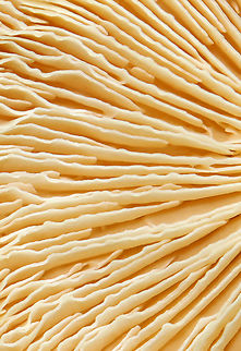 Mushroom - Agaricomycetes No idea on the ID, but the gills were so cool.

Habitat: Growing on the ground in a deciduous forest with lots of oak.
https://www.jungledragon.com/image/142150/mushroom_-_agaricomycetes.html
https://www.jungledragon.com/image/142151/mushroom_-_agaricomycetes.html
https://www.jungledragon.com/image/142149/mushroom_-_agaricomycetes.html Geotagged,Summer,United States