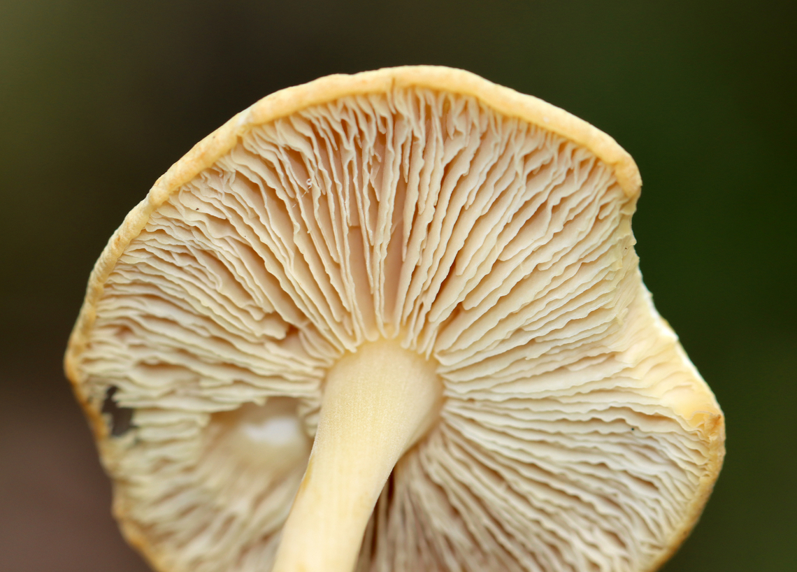 Mushroom - Agaricomycetes No idea on the ID, but the gills were so cool.<br />
<br />
Habitat: Growing on the ground in a deciduous forest with lots of oak.<br />
<figure class="photo"><a href="https://www.jungledragon.com/image/142150/mushroom_-_agaricomycetes.html" title="Mushroom - Agaricomycetes"><img src="https://s3.amazonaws.com/media.jungledragon.com/images/3232/142150_thumb.jpg?AWSAccessKeyId=05GMT0V3GWVNE7GGM1R2&Expires=1765411210&Signature=xUO6UEE7O3mcqepxVoGfuXST8oE%3D" width="200" height="144" alt="Mushroom - Agaricomycetes No idea on the ID, but the gills were so cool.<br />
<br />
Habitat: Growing on the ground in a deciduous forest with lots of oak.<br />
https://www.jungledragon.com/image/142150/mushroom_-_agaricomycetes.html<br />
https://www.jungledragon.com/image/142151/mushroom_-_agaricomycetes.html<br />
https://www.jungledragon.com/image/142149/mushroom_-_agaricomycetes.html Geotagged,Summer,United States" /></a></figure><br />
<figure class="photo"><a href="https://www.jungledragon.com/image/142151/mushroom_-_agaricomycetes.html" title="Mushroom - Agaricomycetes"><img src="https://s3.amazonaws.com/media.jungledragon.com/images/3232/142151_thumb.jpg?AWSAccessKeyId=05GMT0V3GWVNE7GGM1R2&Expires=1765411210&Signature=Xf4HI%2FhQZ5SKYp1dYtc6%2BxrciJQ%3D" width="200" height="156" alt="Mushroom - Agaricomycetes No idea on the ID, but the gills were so cool.<br />
<br />
Habitat: Growing on the ground in a deciduous forest with lots of oak.<br />
https://www.jungledragon.com/image/142150/mushroom_-_agaricomycetes.html<br />
https://www.jungledragon.com/image/142151/mushroom_-_agaricomycetes.html<br />
https://www.jungledragon.com/image/142149/mushroom_-_agaricomycetes.html<br />
<br />
 Agaricomycetes,Geotagged,Summer,United States,fungus,mushroom" /></a></figure><br />
<figure class="photo"><a href="https://www.jungledragon.com/image/142149/mushroom_-_agaricomycetes.html" title="Mushroom - Agaricomycetes"><img src="https://s3.amazonaws.com/media.jungledragon.com/images/3232/142149_thumb.jpg?AWSAccessKeyId=05GMT0V3GWVNE7GGM1R2&Expires=1765411210&Signature=I3cqchHMIdCtjdld2IIHW2s6lgE%3D" width="106" height="152" alt="Mushroom - Agaricomycetes No idea on the ID, but the gills were so cool.<br />
<br />
Habitat: Growing on the ground in a deciduous forest with lots of oak.<br />
https://www.jungledragon.com/image/142150/mushroom_-_agaricomycetes.html<br />
https://www.jungledragon.com/image/142151/mushroom_-_agaricomycetes.html<br />
https://www.jungledragon.com/image/142149/mushroom_-_agaricomycetes.html Geotagged,Summer,United States" /></a></figure> Geotagged,Summer,United States