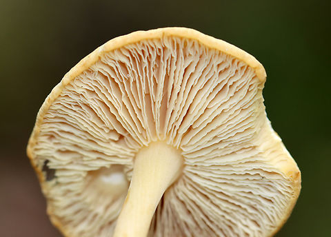 Mushroom - Agaricomycetes No idea on the ID, but the gills were so cool.

Habitat: Growing on the ground in a deciduous forest with lots of oak.
https://www.jungledragon.com/image/142150/mushroom_-_agaricomycetes.html
https://www.jungledragon.com/image/142151/mushroom_-_agaricomycetes.html
https://www.jungledragon.com/image/142149/mushroom_-_agaricomycetes.html Geotagged,Summer,United States