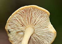 Mushroom - Agaricomycetes No idea on the ID, but the gills were so cool.<br />
<br />
Habitat: Growing on the ground in a deciduous forest with lots of oak.<br />
https://www.jungledragon.com/image/142150/mushroom_-_agaricomycetes.html<br />
https://www.jungledragon.com/image/142151/mushroom_-_agaricomycetes.html<br />
https://www.jungledragon.com/image/142149/mushroom_-_agaricomycetes.html Geotagged,Summer,United States