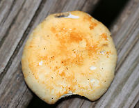 Mushroom - Agaricomycetes No idea on the ID, but the gills were so cool.<br />
<br />
Habitat: Growing on the ground in a deciduous forest with lots of oak.<br />
https://www.jungledragon.com/image/142150/mushroom_-_agaricomycetes.html<br />
https://www.jungledragon.com/image/142151/mushroom_-_agaricomycetes.html<br />
https://www.jungledragon.com/image/142149/mushroom_-_agaricomycetes.html<br />
<br />
 Agaricomycetes,Geotagged,Summer,United States,fungus,mushroom