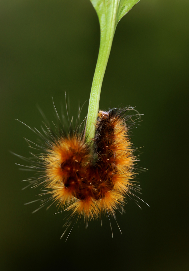 Virginia Tiger Moth Caterpillar - Spilosoma virginica Habitat: Meadow Geotagged,Spilosoma virginica,Summer,United States,Virginia tiger moth,caterpillar,larva,spilosoma