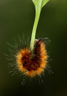 Virginia Tiger Moth Caterpillar - Spilosoma virginica Habitat: Meadow Geotagged,Spilosoma virginica,Summer,United States,Virginia tiger moth,caterpillar,larva,spilosoma