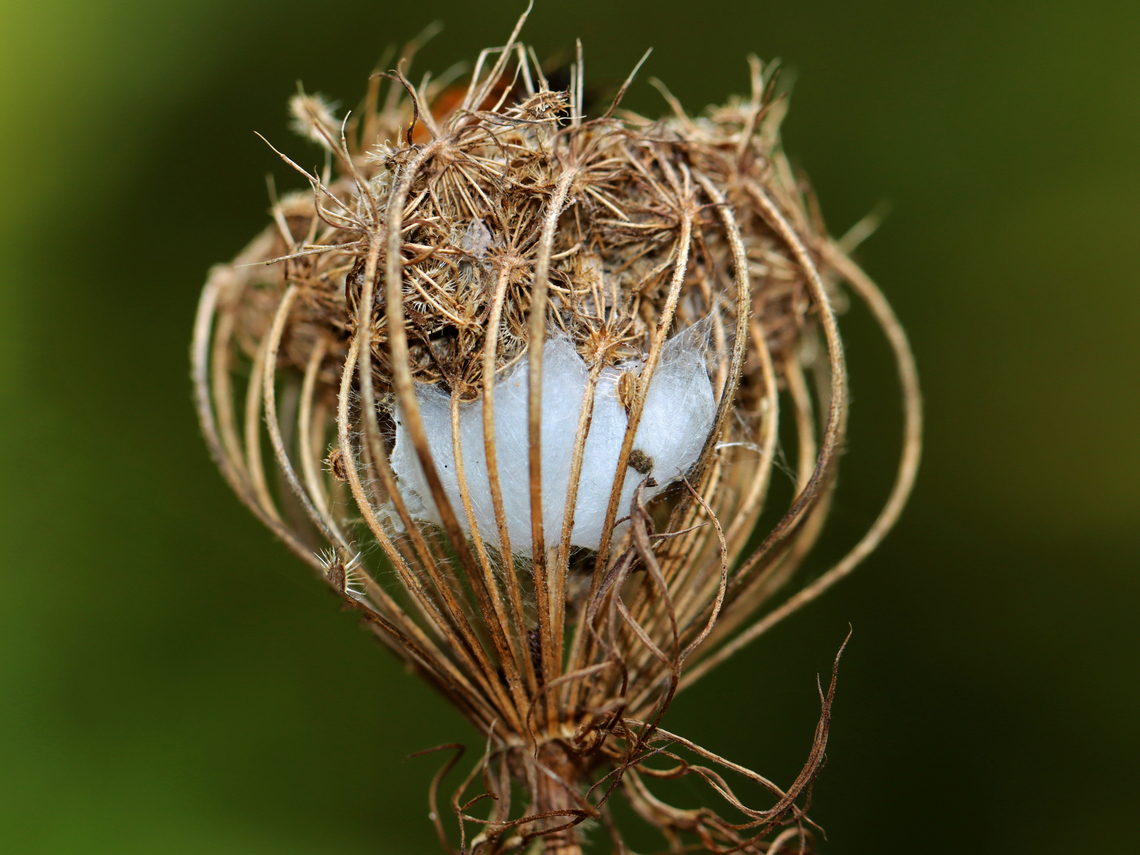 Spider Egg Sac in Wild Carrot (Daucus carota) Seed Head Habitat: Meadow Geotagged,Summer,United States,daucus carota,egg,egg sac,spider egg sac,wild carrot
