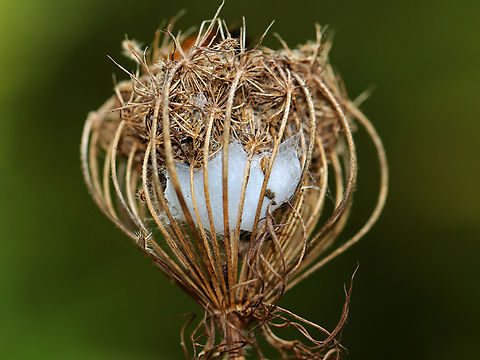 Spider Egg Sac in Wild Carrot (Daucus carota) Seed Head Habitat: Meadow Geotagged,Summer,United States,daucus carota,egg,egg sac,spider egg sac,wild carrot