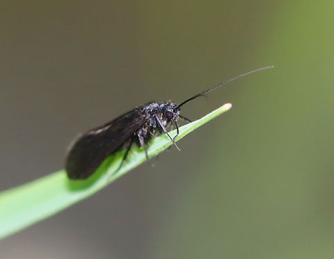 Caddisfly - Chimarra aterrima *Tentative ID

TL: ~7 mm

Habitat: Mixed forest Chimarra,Chimarra aterrima,Geotagged,Summer,United States,caddisfly,trichoptera