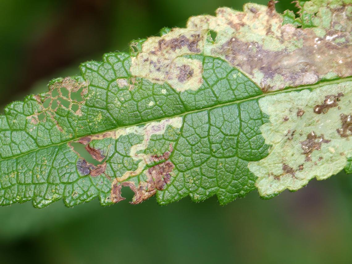 Leaf Mines - Calycomyza flavinotum Habitat: on Eupatorium sp. Agromyzidae,Calycomyza,Calycomyza flavinotum,Eupatorium,Geotagged,Summer,United States,diptera,leaf mine,leaf miner