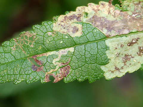 Leaf Mines - Calycomyza flavinotum Habitat: on Eupatorium sp. Agromyzidae,Calycomyza,Calycomyza flavinotum,Eupatorium,Geotagged,Summer,United States,diptera,leaf mine,leaf miner