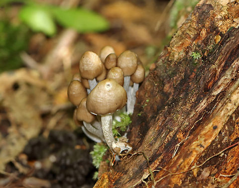 Oak-stump Bonnet Cap - Mycena inclinata Tacky, brown caps with tan, striate margins. The stipes were fibrous and gray.

Habitat: Growing on rotting wood; deciduous forest Fungus,Geotagged,Mycena inclinata,Oak-stump bonnet cap,Summer,United States,bonnet,mushroom,mycena