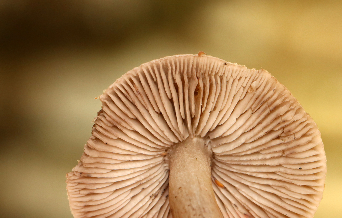 Grey Knight - Tricholoma terreum Habitat:Growing on a cliff beside a river; Mixed forest edge<br />
<figure class="photo"><a href="https://www.jungledragon.com/image/142249/grey_knight_-_tricholoma_terreum.html" title="Grey Knight - Tricholoma terreum"><img src="https://s3.amazonaws.com/media.jungledragon.com/images/3232/142249_thumb.jpg?AWSAccessKeyId=05GMT0V3GWVNE7GGM1R2&Expires=1767225610&Signature=UQGHnpw87xvGdScGXn0QyHV7rU8%3D" width="200" height="128" alt="Grey Knight - Tricholoma terreum Habitat:Growing on a cliff beside a river; Mixed forest edge<br />
https://www.jungledragon.com/image/142249/grey_knight_-_tricholoma_terreum.html<br />
https://www.jungledragon.com/image/142251/grey_knight_-_tricholoma_terreum.html<br />
https://www.jungledragon.com/image/142250/grey_knight_-_tricholoma_terreum.html Fall,Geotagged,Grey knight,Tricholoma terreum,United States" /></a></figure><br />
<figure class="photo"><a href="https://www.jungledragon.com/image/142251/grey_knight_-_tricholoma_terreum.html" title="Grey Knight - Tricholoma terreum"><img src="https://s3.amazonaws.com/media.jungledragon.com/images/3232/142251_thumb.jpg?AWSAccessKeyId=05GMT0V3GWVNE7GGM1R2&Expires=1767225610&Signature=38oHHEStSA40GX6x43TEn%2F86N9Y%3D" width="200" height="196" alt="Grey Knight - Tricholoma terreum Habitat:Growing on a cliff beside a river; Mixed forest edge<br />
https://www.jungledragon.com/image/142249/grey_knight_-_tricholoma_terreum.html<br />
https://www.jungledragon.com/image/142251/grey_knight_-_tricholoma_terreum.html<br />
https://www.jungledragon.com/image/142250/grey_knight_-_tricholoma_terreum.html Fall,Geotagged,Grey knight,Tricholoma terreum,United States,fungus,mushroom,tricholoma" /></a></figure><br />
<figure class="photo"><a href="https://www.jungledragon.com/image/142250/grey_knight_-_tricholoma_terreum.html" title="Grey Knight - Tricholoma terreum"><img src="https://s3.amazonaws.com/media.jungledragon.com/images/3232/142250_thumb.jpg?AWSAccessKeyId=05GMT0V3GWVNE7GGM1R2&Expires=1767225610&Signature=b%2Fb1055IQehYQTGzGSBI8j2u%2FG0%3D" width="200" height="144" alt="Grey Knight - Tricholoma terreum Habitat:Growing on a cliff beside a river; Mixed forest edge<br />
https://www.jungledragon.com/image/142249/grey_knight_-_tricholoma_terreum.html<br />
https://www.jungledragon.com/image/142251/grey_knight_-_tricholoma_terreum.html<br />
https://www.jungledragon.com/image/142250/grey_knight_-_tricholoma_terreum.html Fall,Geotagged,Grey knight,Tricholoma terreum,United States" /></a></figure> Fall,Geotagged,Grey knight,Tricholoma terreum,United States