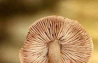 Grey Knight - Tricholoma terreum Habitat:Growing on a cliff beside a river; Mixed forest edge<br />
https://www.jungledragon.com/image/142249/grey_knight_-_tricholoma_terreum.html<br />
https://www.jungledragon.com/image/142251/grey_knight_-_tricholoma_terreum.html<br />
https://www.jungledragon.com/image/142250/grey_knight_-_tricholoma_terreum.html Fall,Geotagged,Grey knight,Tricholoma terreum,United States