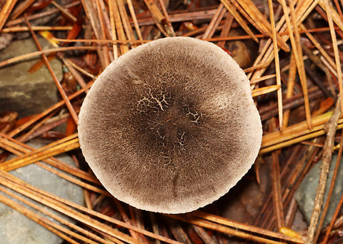 Grey Knight - Tricholoma terreum Habitat:Growing on a cliff beside a river; Mixed forest edge
https://www.jungledragon.com/image/142249/grey_knight_-_tricholoma_terreum.html
https://www.jungledragon.com/image/142251/grey_knight_-_tricholoma_terreum.html
https://www.jungledragon.com/image/142250/grey_knight_-_tricholoma_terreum.html Fall,Geotagged,Grey knight,Tricholoma terreum,United States