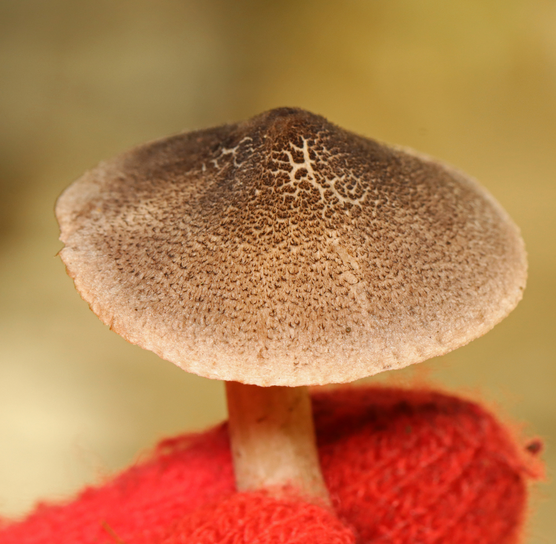 Grey Knight - Tricholoma terreum Habitat:Growing on a cliff beside a river; Mixed forest edge<br />
<figure class="photo"><a href="https://www.jungledragon.com/image/142249/grey_knight_-_tricholoma_terreum.html" title="Grey Knight - Tricholoma terreum"><img src="https://s3.amazonaws.com/media.jungledragon.com/images/3232/142249_thumb.jpg?AWSAccessKeyId=05GMT0V3GWVNE7GGM1R2&Expires=1767225610&Signature=UQGHnpw87xvGdScGXn0QyHV7rU8%3D" width="200" height="128" alt="Grey Knight - Tricholoma terreum Habitat:Growing on a cliff beside a river; Mixed forest edge<br />
https://www.jungledragon.com/image/142249/grey_knight_-_tricholoma_terreum.html<br />
https://www.jungledragon.com/image/142251/grey_knight_-_tricholoma_terreum.html<br />
https://www.jungledragon.com/image/142250/grey_knight_-_tricholoma_terreum.html Fall,Geotagged,Grey knight,Tricholoma terreum,United States" /></a></figure><br />
<figure class="photo"><a href="https://www.jungledragon.com/image/142251/grey_knight_-_tricholoma_terreum.html" title="Grey Knight - Tricholoma terreum"><img src="https://s3.amazonaws.com/media.jungledragon.com/images/3232/142251_thumb.jpg?AWSAccessKeyId=05GMT0V3GWVNE7GGM1R2&Expires=1767225610&Signature=38oHHEStSA40GX6x43TEn%2F86N9Y%3D" width="200" height="196" alt="Grey Knight - Tricholoma terreum Habitat:Growing on a cliff beside a river; Mixed forest edge<br />
https://www.jungledragon.com/image/142249/grey_knight_-_tricholoma_terreum.html<br />
https://www.jungledragon.com/image/142251/grey_knight_-_tricholoma_terreum.html<br />
https://www.jungledragon.com/image/142250/grey_knight_-_tricholoma_terreum.html Fall,Geotagged,Grey knight,Tricholoma terreum,United States,fungus,mushroom,tricholoma" /></a></figure><br />
<figure class="photo"><a href="https://www.jungledragon.com/image/142250/grey_knight_-_tricholoma_terreum.html" title="Grey Knight - Tricholoma terreum"><img src="https://s3.amazonaws.com/media.jungledragon.com/images/3232/142250_thumb.jpg?AWSAccessKeyId=05GMT0V3GWVNE7GGM1R2&Expires=1767225610&Signature=b%2Fb1055IQehYQTGzGSBI8j2u%2FG0%3D" width="200" height="144" alt="Grey Knight - Tricholoma terreum Habitat:Growing on a cliff beside a river; Mixed forest edge<br />
https://www.jungledragon.com/image/142249/grey_knight_-_tricholoma_terreum.html<br />
https://www.jungledragon.com/image/142251/grey_knight_-_tricholoma_terreum.html<br />
https://www.jungledragon.com/image/142250/grey_knight_-_tricholoma_terreum.html Fall,Geotagged,Grey knight,Tricholoma terreum,United States" /></a></figure> Fall,Geotagged,Grey knight,Tricholoma terreum,United States,fungus,mushroom,tricholoma