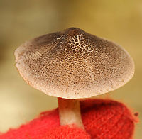 Grey Knight - Tricholoma terreum Habitat:Growing on a cliff beside a river; Mixed forest edge<br />
https://www.jungledragon.com/image/142249/grey_knight_-_tricholoma_terreum.html<br />
https://www.jungledragon.com/image/142251/grey_knight_-_tricholoma_terreum.html<br />
https://www.jungledragon.com/image/142250/grey_knight_-_tricholoma_terreum.html Fall,Geotagged,Grey knight,Tricholoma terreum,United States,fungus,mushroom,tricholoma