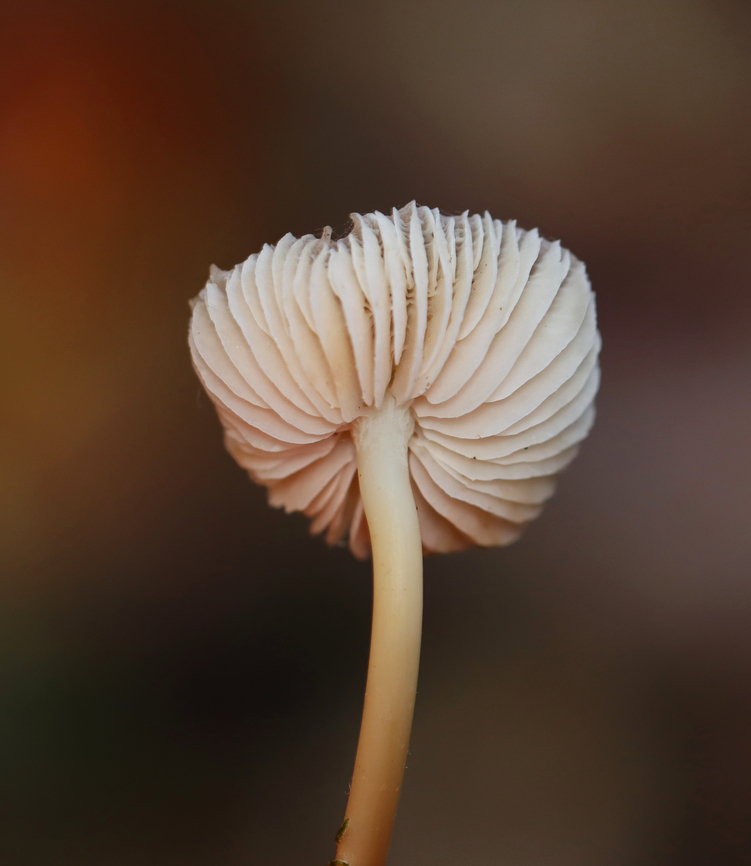 Bonnet Mushroom - Mycena inclinata Habitat: Growing on rotting wood; mixed forest<br />
<figure class="photo"><a href="https://www.jungledragon.com/image/142252/bonnet_mushroom_-_mycena_inclinata.html" title="Bonnet Mushroom - Mycena inclinata"><img src="https://s3.amazonaws.com/media.jungledragon.com/images/3232/142252_thumb.jpg?AWSAccessKeyId=05GMT0V3GWVNE7GGM1R2&Expires=1767225610&Signature=JgkKA%2FhbGbcNltlhJ3O%2FVaorGGs%3D" width="132" height="152" alt="Bonnet Mushroom - Mycena inclinata Habitat: Growing on rotting wood; mixed forest<br />
https://www.jungledragon.com/image/142252/bonnet_mushroom_-_mycena_inclinata.html<br />
https://www.jungledragon.com/image/142254/bonnet_mushroom_-_mycena_inclinata.html<br />
https://www.jungledragon.com/image/142253/bonnet_mushroom_-_mycena_inclinata.html Fall,Geotagged,Mycena inclinata,Oak-stump bonnet cap,United States,fungus,mushroom,mycena" /></a></figure><br />
<figure class="photo"><a href="https://www.jungledragon.com/image/142254/bonnet_mushroom_-_mycena_inclinata.html" title="Bonnet Mushroom - Mycena inclinata"><img src="https://s3.amazonaws.com/media.jungledragon.com/images/3232/142254_thumb.jpg?AWSAccessKeyId=05GMT0V3GWVNE7GGM1R2&Expires=1767225610&Signature=zN1xKCf4FFlzBPO1dW%2F4XAr1S2g%3D" width="200" height="154" alt="Bonnet Mushroom - Mycena inclinata Habitat: Growing on rotting wood; mixed forest<br />
https://www.jungledragon.com/image/142252/bonnet_mushroom_-_mycena_inclinata.html<br />
https://www.jungledragon.com/image/142254/bonnet_mushroom_-_mycena_inclinata.html<br />
https://www.jungledragon.com/image/142253/bonnet_mushroom_-_mycena_inclinata.html Fall,Geotagged,Mycena inclinata,Oak-stump bonnet cap,United States" /></a></figure><br />
<figure class="photo"><a href="https://www.jungledragon.com/image/142253/bonnet_mushroom_-_mycena_inclinata.html" title="Bonnet Mushroom - Mycena inclinata"><img src="https://s3.amazonaws.com/media.jungledragon.com/images/3232/142253_thumb.jpg?AWSAccessKeyId=05GMT0V3GWVNE7GGM1R2&Expires=1767225610&Signature=iw3Snmm6BxHimq1UGGY8189cjAk%3D" width="200" height="140" alt="Bonnet Mushroom - Mycena inclinata Sorry about the hot pink gloves. They are even more garish in person.<br />
<br />
Habitat: Growing on rotting wood; mixed forest<br />
https://www.jungledragon.com/image/142252/bonnet_mushroom_-_mycena_inclinata.html<br />
https://www.jungledragon.com/image/142254/bonnet_mushroom_-_mycena_inclinata.html<br />
https://www.jungledragon.com/image/142253/bonnet_mushroom_-_mycena_inclinata.html Fall,Geotagged,Mycena inclinata,Oak-stump bonnet cap,United States" /></a></figure> Fall,Geotagged,Mycena inclinata,Oak-stump bonnet cap,United States,fungus,mushroom,mycena