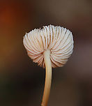 Bonnet Mushroom - Mycena inclinata Habitat: Growing on rotting wood; mixed forest<br />
https://www.jungledragon.com/image/142252/bonnet_mushroom_-_mycena_inclinata.html<br />
https://www.jungledragon.com/image/142254/bonnet_mushroom_-_mycena_inclinata.html<br />
https://www.jungledragon.com/image/142253/bonnet_mushroom_-_mycena_inclinata.html Fall,Geotagged,Mycena inclinata,Oak-stump bonnet cap,United States,fungus,mushroom,mycena