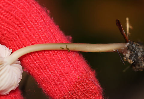 Bonnet Mushroom - Mycena inclinata Sorry about the hot pink gloves. They are even more garish in person.

Habitat: Growing on rotting wood; mixed forest
https://www.jungledragon.com/image/142252/bonnet_mushroom_-_mycena_inclinata.html
https://www.jungledragon.com/image/142254/bonnet_mushroom_-_mycena_inclinata.html
https://www.jungledragon.com/image/142253/bonnet_mushroom_-_mycena_inclinata.html Fall,Geotagged,Mycena inclinata,Oak-stump bonnet cap,United States