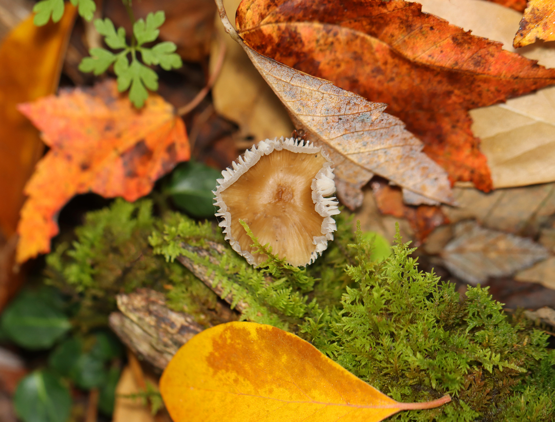 Bonnet Mushroom - Mycena inclinata Habitat: Growing on rotting wood; mixed forest<br />
<figure class="photo"><a href="https://www.jungledragon.com/image/142252/bonnet_mushroom_-_mycena_inclinata.html" title="Bonnet Mushroom - Mycena inclinata"><img src="https://s3.amazonaws.com/media.jungledragon.com/images/3232/142252_thumb.jpg?AWSAccessKeyId=05GMT0V3GWVNE7GGM1R2&Expires=1759968010&Signature=3plJ2rmuuZhGXCs1cW455W%2FdSbk%3D" width="132" height="152" alt="Bonnet Mushroom - Mycena inclinata Habitat: Growing on rotting wood; mixed forest<br />
https://www.jungledragon.com/image/142252/bonnet_mushroom_-_mycena_inclinata.html<br />
https://www.jungledragon.com/image/142254/bonnet_mushroom_-_mycena_inclinata.html<br />
https://www.jungledragon.com/image/142253/bonnet_mushroom_-_mycena_inclinata.html Fall,Geotagged,Mycena inclinata,Oak-stump bonnet cap,United States,fungus,mushroom,mycena" /></a></figure><br />
<figure class="photo"><a href="https://www.jungledragon.com/image/142254/bonnet_mushroom_-_mycena_inclinata.html" title="Bonnet Mushroom - Mycena inclinata"><img src="https://s3.amazonaws.com/media.jungledragon.com/images/3232/142254_thumb.jpg?AWSAccessKeyId=05GMT0V3GWVNE7GGM1R2&Expires=1759968010&Signature=eYZuVUjOOhmiRG1G2Pf%2BMiPJfLk%3D" width="200" height="154" alt="Bonnet Mushroom - Mycena inclinata Habitat: Growing on rotting wood; mixed forest<br />
https://www.jungledragon.com/image/142252/bonnet_mushroom_-_mycena_inclinata.html<br />
https://www.jungledragon.com/image/142254/bonnet_mushroom_-_mycena_inclinata.html<br />
https://www.jungledragon.com/image/142253/bonnet_mushroom_-_mycena_inclinata.html Fall,Geotagged,Mycena inclinata,Oak-stump bonnet cap,United States" /></a></figure><br />
<figure class="photo"><a href="https://www.jungledragon.com/image/142253/bonnet_mushroom_-_mycena_inclinata.html" title="Bonnet Mushroom - Mycena inclinata"><img src="https://s3.amazonaws.com/media.jungledragon.com/images/3232/142253_thumb.jpg?AWSAccessKeyId=05GMT0V3GWVNE7GGM1R2&Expires=1759968010&Signature=5vyj87E%2F5LR6cwFEj8Y05wzieZE%3D" width="200" height="140" alt="Bonnet Mushroom - Mycena inclinata Sorry about the hot pink gloves. They are even more garish in person.<br />
<br />
Habitat: Growing on rotting wood; mixed forest<br />
https://www.jungledragon.com/image/142252/bonnet_mushroom_-_mycena_inclinata.html<br />
https://www.jungledragon.com/image/142254/bonnet_mushroom_-_mycena_inclinata.html<br />
https://www.jungledragon.com/image/142253/bonnet_mushroom_-_mycena_inclinata.html Fall,Geotagged,Mycena inclinata,Oak-stump bonnet cap,United States" /></a></figure> Fall,Geotagged,Mycena inclinata,Oak-stump bonnet cap,United States