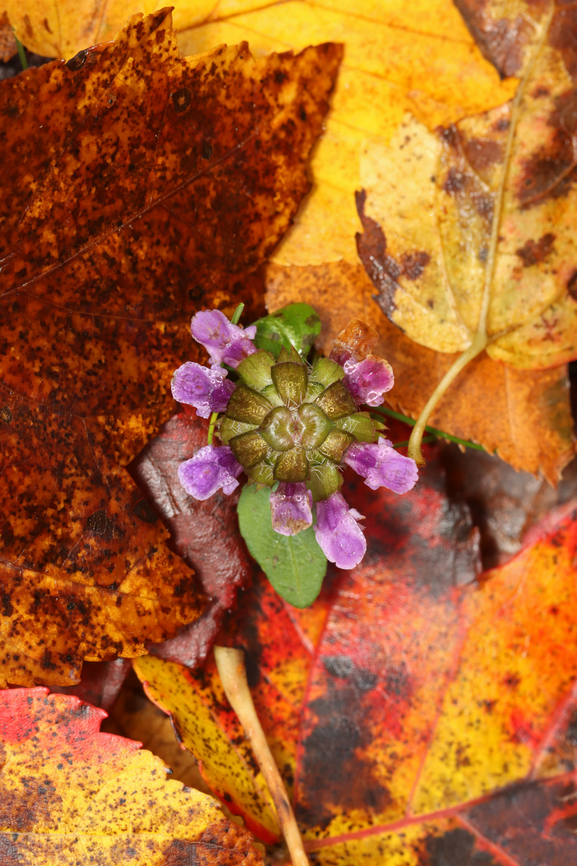 Self-heal - Prunella vulgaris Peaking out through the fallen leaves.<br />
<br />
Habitat: Mixed forest Common self-heal,Fall,Geotagged,Prunella,Prunella vulgaris,United States,self-heal