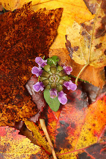 Self-heal - Prunella vulgaris Peaking out through the fallen leaves.

Habitat: Mixed forest Common self-heal,Fall,Geotagged,Prunella,Prunella vulgaris,United States,self-heal