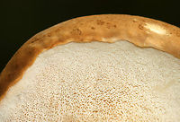 Bitter Bolete - Tylopilus felleus Habitat: Growing under pine; mixed forest<br />
https://www.jungledragon.com/image/142321/penny_bun_-_boletus_cf._edulis.html<br />
https://www.jungledragon.com/image/142324/penny_bun_-_boletus_cf._edulis.html<br />
https://www.jungledragon.com/image/142323/penny_bun_-_boletus_cf._edulis.html<br />
https://www.jungledragon.com/image/142322/penny_bun_-_boletus_cf._edulis.html Bitter Bolete,Geotagged,Summer,Tylopilus felleus,United States,bolete,fungus,mushroom