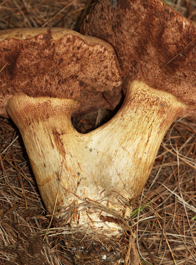 Bitter Bolete - Tylopilus felleus Habitat: Growing under pine; mixed forest<br />
<figure class="photo"><a href="https://www.jungledragon.com/image/142321/bitter_bolete_-_tylopilus_felleus.html" title="Bitter Bolete - Tylopilus felleus"><img src="https://s3.amazonaws.com/media.jungledragon.com/images/3232/142321_thumb.jpg?AWSAccessKeyId=05GMT0V3GWVNE7GGM1R2&Expires=1759968010&Signature=XJJLjRZjnAanp05qARxnygj7850%3D" width="200" height="136" alt="Bitter Bolete - Tylopilus felleus Habitat: Growing under pine; mixed forest<br />
https://www.jungledragon.com/image/142321/penny_bun_-_boletus_cf._edulis.html<br />
https://www.jungledragon.com/image/142324/penny_bun_-_boletus_cf._edulis.html<br />
https://www.jungledragon.com/image/142323/penny_bun_-_boletus_cf._edulis.html<br />
https://www.jungledragon.com/image/142322/penny_bun_-_boletus_cf._edulis.html Bitter Bolete,Geotagged,Summer,Tylopilus felleus,United States,bolete,fungus,mushroom" /></a></figure><br />
<figure class="photo"><a href="https://www.jungledragon.com/image/142324/bitter_bolete_-_tylopilus_felleus.html" title="Bitter Bolete - Tylopilus felleus"><img src="https://s3.amazonaws.com/media.jungledragon.com/images/3232/142324_thumb.jpg?AWSAccessKeyId=05GMT0V3GWVNE7GGM1R2&Expires=1759968010&Signature=NLR4CAByhCh6fYWkN0%2BOiCVUtrI%3D" width="200" height="148" alt="Bitter Bolete - Tylopilus felleus Habitat: Growing under pine; mixed forest<br />
https://www.jungledragon.com/image/142321/penny_bun_-_boletus_cf._edulis.html<br />
https://www.jungledragon.com/image/142324/penny_bun_-_boletus_cf._edulis.html<br />
https://www.jungledragon.com/image/142323/penny_bun_-_boletus_cf._edulis.html<br />
https://www.jungledragon.com/image/142322/penny_bun_-_boletus_cf._edulis.html Bitter Bolete,Geotagged,Summer,Tylopilus felleus,United States" /></a></figure><br />
<figure class="photo"><a href="https://www.jungledragon.com/image/142323/bitter_bolete_-_tylopilus_felleus.html" title="Bitter Bolete - Tylopilus felleus"><img src="https://s3.amazonaws.com/media.jungledragon.com/images/3232/142323_thumb.jpg?AWSAccessKeyId=05GMT0V3GWVNE7GGM1R2&Expires=1759968010&Signature=fQ85qE94hitaLRjZZkzM1AukwBg%3D" width="114" height="152" alt="Bitter Bolete - Tylopilus felleus Habitat: Growing under pine; mixed forest<br />
https://www.jungledragon.com/image/142321/penny_bun_-_boletus_cf._edulis.html<br />
https://www.jungledragon.com/image/142324/penny_bun_-_boletus_cf._edulis.html<br />
https://www.jungledragon.com/image/142323/penny_bun_-_boletus_cf._edulis.html<br />
https://www.jungledragon.com/image/142322/penny_bun_-_boletus_cf._edulis.html Bitter Bolete,Geotagged,Summer,Tylopilus felleus,United States" /></a></figure><br />
<figure class="photo"><a href="https://www.jungledragon.com/image/142322/bitter_bolete_-_tylopilus_felleus.html" title="Bitter Bolete - Tylopilus felleus"><img src="https://s3.amazonaws.com/media.jungledragon.com/images/3232/142322_thumb.jpg?AWSAccessKeyId=05GMT0V3GWVNE7GGM1R2&Expires=1759968010&Signature=GFxGgw5R5Uf%2Fe0rOLzgSFycjfLs%3D" width="114" height="152" alt="Bitter Bolete - Tylopilus felleus Habitat: Growing under pine; mixed forest<br />
https://www.jungledragon.com/image/142321/penny_bun_-_boletus_cf._edulis.html<br />
https://www.jungledragon.com/image/142324/penny_bun_-_boletus_cf._edulis.html<br />
https://www.jungledragon.com/image/142323/penny_bun_-_boletus_cf._edulis.html<br />
https://www.jungledragon.com/image/142322/penny_bun_-_boletus_cf._edulis.html Bitter Bolete,Geotagged,Summer,Tylopilus felleus,United States" /></a></figure> Bitter Bolete,Geotagged,Summer,Tylopilus felleus,United States