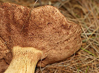 Bitter Bolete - Tylopilus felleus Habitat: Growing under pine; mixed forest<br />
https://www.jungledragon.com/image/142321/penny_bun_-_boletus_cf._edulis.html<br />
https://www.jungledragon.com/image/142324/penny_bun_-_boletus_cf._edulis.html<br />
https://www.jungledragon.com/image/142323/penny_bun_-_boletus_cf._edulis.html<br />
https://www.jungledragon.com/image/142322/penny_bun_-_boletus_cf._edulis.html Bitter Bolete,Geotagged,Summer,Tylopilus felleus,United States