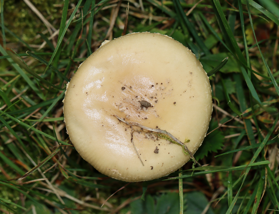 Mushroom - Amanita sp. Habitat: Growing on the ground in a grassy area adjacent to a mixed forest<br />
<figure class="photo"><a href="https://www.jungledragon.com/image/142327/mushroom_-_amanita_sp.html" title="Mushroom - Amanita sp."><img src="https://s3.amazonaws.com/media.jungledragon.com/images/3232/142327_thumb.jpg?AWSAccessKeyId=05GMT0V3GWVNE7GGM1R2&Expires=1765411210&Signature=SLLGywB8rxyZAY4v8sMiJBMLNwY%3D" width="200" height="154" alt="Mushroom - Amanita sp. Habitat: Growing on the ground in a grassy area adjacent to a mixed forest<br />
https://www.jungledragon.com/image/142327/mushroom_-_amanita_sp.html<br />
https://www.jungledragon.com/image/142329/mushroom_-_amanita_sp.html<br />
https://www.jungledragon.com/image/142328/mushroom_-_amanita_sp.html Geotagged,Summer,United States" /></a></figure><br />
<figure class="photo"><a href="https://www.jungledragon.com/image/142329/mushroom_-_amanita_sp.html" title="Mushroom - Amanita sp."><img src="https://s3.amazonaws.com/media.jungledragon.com/images/3232/142329_thumb.jpg?AWSAccessKeyId=05GMT0V3GWVNE7GGM1R2&Expires=1765411210&Signature=AxCm8P4dJxHH%2F%2FrzOKHIuI8g6EQ%3D" width="200" height="138" alt="Mushroom - Amanita sp. Habitat: Growing on the ground in a grassy area adjacent to a mixed forest<br />
https://www.jungledragon.com/image/142327/mushroom_-_amanita_sp.html<br />
https://www.jungledragon.com/image/142329/mushroom_-_amanita_sp.html<br />
https://www.jungledragon.com/image/142328/mushroom_-_amanita_sp.html Geotagged,Summer,United States" /></a></figure><br />
<figure class="photo"><a href="https://www.jungledragon.com/image/142328/mushroom_-_amanita_sp.html" title="Mushroom - Amanita sp."><img src="https://s3.amazonaws.com/media.jungledragon.com/images/3232/142328_thumb.jpg?AWSAccessKeyId=05GMT0V3GWVNE7GGM1R2&Expires=1765411210&Signature=oaM%2Bma%2Bxr7yIKFOdyb9eCL8OqN4%3D" width="200" height="128" alt="Mushroom - Amanita sp. Habitat: Growing on the ground in a grassy area adjacent to a mixed forest<br />
https://www.jungledragon.com/image/142327/mushroom_-_amanita_sp.html<br />
https://www.jungledragon.com/image/142329/mushroom_-_amanita_sp.html<br />
https://www.jungledragon.com/image/142328/mushroom_-_amanita_sp.html Geotagged,Summer,United States,amanita,fungus,mushroom" /></a></figure> Geotagged,Summer,United States