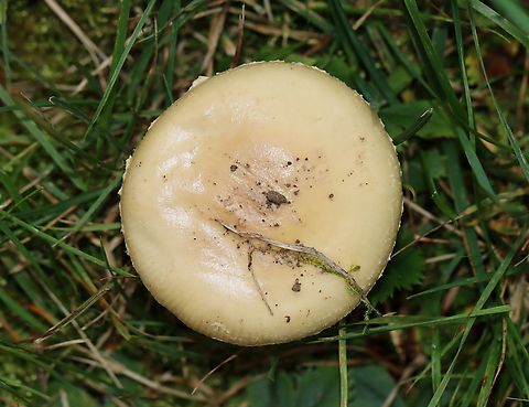 Mushroom - Amanita sp. Habitat: Growing on the ground in a grassy area adjacent to a mixed forest
https://www.jungledragon.com/image/142327/mushroom_-_amanita_sp.html
https://www.jungledragon.com/image/142329/mushroom_-_amanita_sp.html
https://www.jungledragon.com/image/142328/mushroom_-_amanita_sp.html Geotagged,Summer,United States
