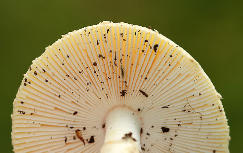 Mushroom - Amanita sp. Habitat: Growing on the ground in a grassy area adjacent to a mixed forest
https://www.jungledragon.com/image/142327/mushroom_-_amanita_sp.html
https://www.jungledragon.com/image/142329/mushroom_-_amanita_sp.html
https://www.jungledragon.com/image/142328/mushroom_-_amanita_sp.html Geotagged,Summer,United States,amanita,fungus,mushroom