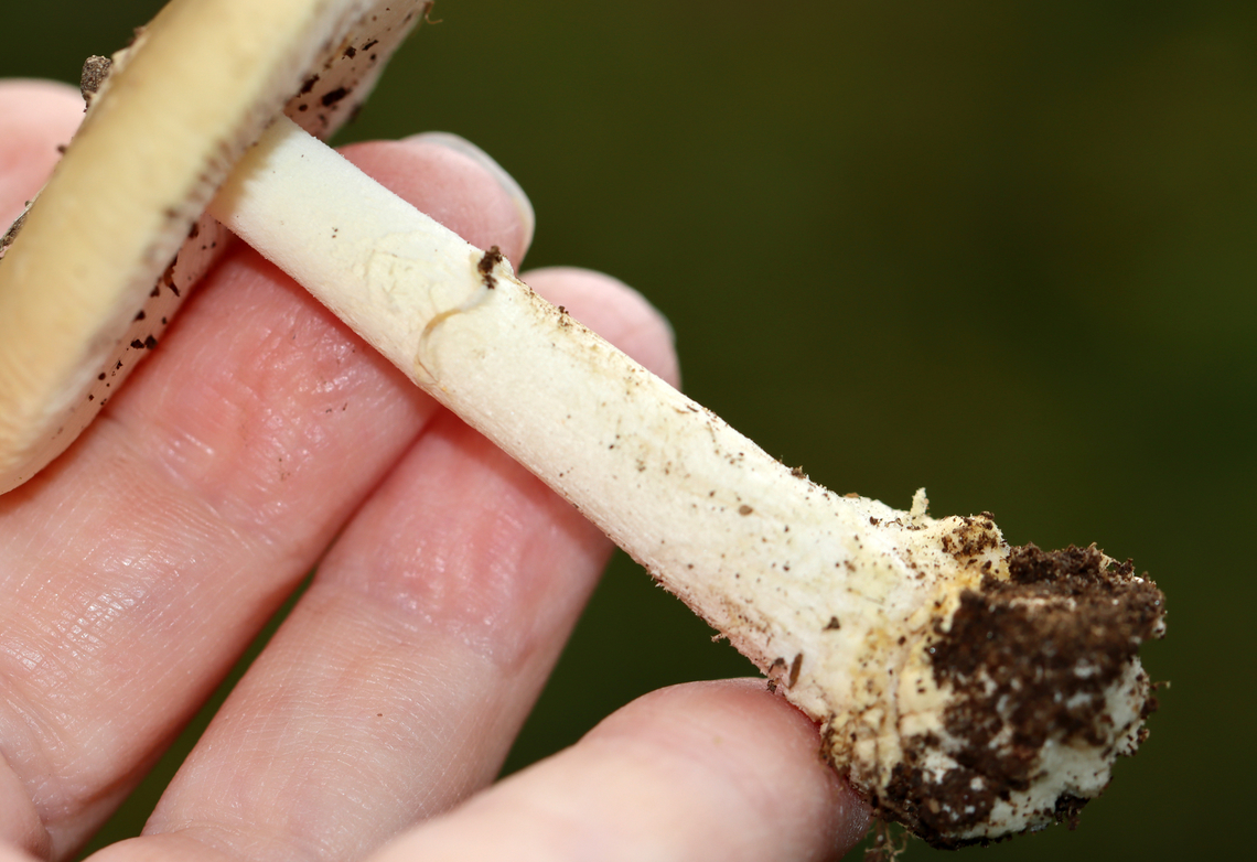Mushroom - Amanita sp. Habitat: Growing on the ground in a grassy area adjacent to a mixed forest<br />
<figure class="photo"><a href="https://www.jungledragon.com/image/142327/mushroom_-_amanita_sp.html" title="Mushroom - Amanita sp."><img src="https://s3.amazonaws.com/media.jungledragon.com/images/3232/142327_thumb.jpg?AWSAccessKeyId=05GMT0V3GWVNE7GGM1R2&Expires=1765411210&Signature=SLLGywB8rxyZAY4v8sMiJBMLNwY%3D" width="200" height="154" alt="Mushroom - Amanita sp. Habitat: Growing on the ground in a grassy area adjacent to a mixed forest<br />
https://www.jungledragon.com/image/142327/mushroom_-_amanita_sp.html<br />
https://www.jungledragon.com/image/142329/mushroom_-_amanita_sp.html<br />
https://www.jungledragon.com/image/142328/mushroom_-_amanita_sp.html Geotagged,Summer,United States" /></a></figure><br />
<figure class="photo"><a href="https://www.jungledragon.com/image/142329/mushroom_-_amanita_sp.html" title="Mushroom - Amanita sp."><img src="https://s3.amazonaws.com/media.jungledragon.com/images/3232/142329_thumb.jpg?AWSAccessKeyId=05GMT0V3GWVNE7GGM1R2&Expires=1765411210&Signature=AxCm8P4dJxHH%2F%2FrzOKHIuI8g6EQ%3D" width="200" height="138" alt="Mushroom - Amanita sp. Habitat: Growing on the ground in a grassy area adjacent to a mixed forest<br />
https://www.jungledragon.com/image/142327/mushroom_-_amanita_sp.html<br />
https://www.jungledragon.com/image/142329/mushroom_-_amanita_sp.html<br />
https://www.jungledragon.com/image/142328/mushroom_-_amanita_sp.html Geotagged,Summer,United States" /></a></figure><br />
<figure class="photo"><a href="https://www.jungledragon.com/image/142328/mushroom_-_amanita_sp.html" title="Mushroom - Amanita sp."><img src="https://s3.amazonaws.com/media.jungledragon.com/images/3232/142328_thumb.jpg?AWSAccessKeyId=05GMT0V3GWVNE7GGM1R2&Expires=1765411210&Signature=oaM%2Bma%2Bxr7yIKFOdyb9eCL8OqN4%3D" width="200" height="128" alt="Mushroom - Amanita sp. Habitat: Growing on the ground in a grassy area adjacent to a mixed forest<br />
https://www.jungledragon.com/image/142327/mushroom_-_amanita_sp.html<br />
https://www.jungledragon.com/image/142329/mushroom_-_amanita_sp.html<br />
https://www.jungledragon.com/image/142328/mushroom_-_amanita_sp.html Geotagged,Summer,United States,amanita,fungus,mushroom" /></a></figure> Geotagged,Summer,United States