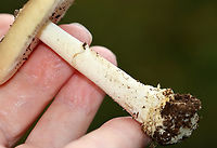 Mushroom - Amanita sp. Habitat: Growing on the ground in a grassy area adjacent to a mixed forest<br />
https://www.jungledragon.com/image/142327/mushroom_-_amanita_sp.html<br />
https://www.jungledragon.com/image/142329/mushroom_-_amanita_sp.html<br />
https://www.jungledragon.com/image/142328/mushroom_-_amanita_sp.html Geotagged,Summer,United States