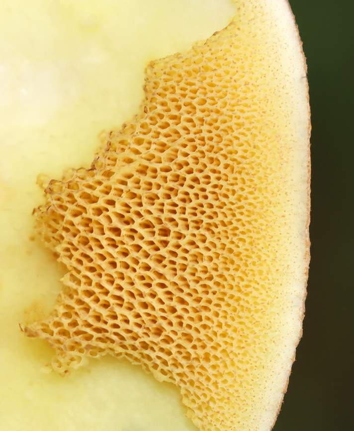Butterballs - Suillus weaverae The slugs seem to love these mushrooms. The pores are almost always chewed off.<br />
<br />
Habitat: coniferous forest<br />
<figure class="photo"><a href="https://www.jungledragon.com/image/142333/butterballs_-_suillus_weaverae.html" title="Butterballs - Suillus weaverae"><img src="https://s3.amazonaws.com/media.jungledragon.com/images/3232/142333_thumb.jpg?AWSAccessKeyId=05GMT0V3GWVNE7GGM1R2&Expires=1767225610&Signature=MvTLHy0OMrreC%2BoGf5cKzS2nHSE%3D" width="200" height="146" alt="Butterballs - Suillus weaverae Habitat: coniferous forest<br />
https://www.jungledragon.com/image/142332/butterballs_-_suillus_weaverae.html Butterball,Geotagged,Suillus weaverae,Summer,United States,fungus,mushroom,suillus" /></a></figure> Butterball,Geotagged,Suillus weaverae,Summer,United States