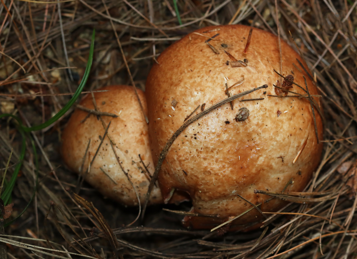 Butterballs - Suillus weaverae Habitat: coniferous forest<br />
<figure class="photo"><a href="https://www.jungledragon.com/image/142332/butterballs_-_suillus_weaverae.html" title="Butterballs - Suillus weaverae"><img src="https://s3.amazonaws.com/media.jungledragon.com/images/3232/142332_thumb.jpg?AWSAccessKeyId=05GMT0V3GWVNE7GGM1R2&Expires=1759968010&Signature=a812enBS2VdqT1kgrgorYYqwmM4%3D" width="126" height="152" alt="Butterballs - Suillus weaverae The slugs seem to love these mushrooms. The pores are almost always chewed off.<br />
<br />
Habitat: coniferous forest<br />
https://www.jungledragon.com/image/142333/butterballs_-_suillus_weaverae.html Butterball,Geotagged,Suillus weaverae,Summer,United States" /></a></figure> Butterball,Geotagged,Suillus weaverae,Summer,United States,fungus,mushroom,suillus