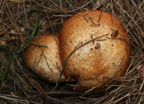 Butterballs - Suillus weaverae Habitat: coniferous forest
https://www.jungledragon.com/image/142332/butterballs_-_suillus_weaverae.html Butterball,Geotagged,Suillus weaverae,Summer,United States,fungus,mushroom,suillus